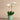 Flowers-Placid Orchid Arrangement-Bloomr