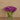 Floral Arrangement-Tulip Arrangement in Glass Vase-Bloomr