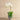Flowers-Urban Orchid & Succulent Arrangement-Bloomr