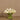 Flowers-Artificial Calla Lilly in Glass Vase-Bloomr