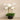 Flowers-Orchid Arrangement-Bloomr