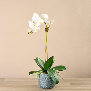 Flowers-Orchid Arrangement in Ceramic Vase-Bloomr