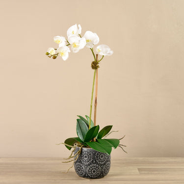 Flowers-Orchid Arrangement in Ceramic Vase-Bloomr