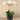 Flowers-Orchid Arrangement in Ceramic Vase-Bloomr