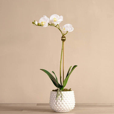 Flowers-Pearl Orchid Arrangement-Bloomr
