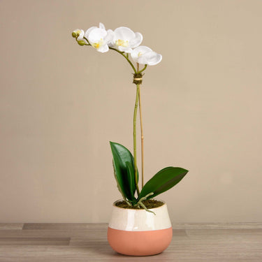 Flowers-Santa Fe Orchid Arrangement-Bloomr