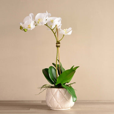 Flowers-Stella Orchid Arrangement-Bloomr