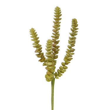 Flowers-Succulent-Bloomr