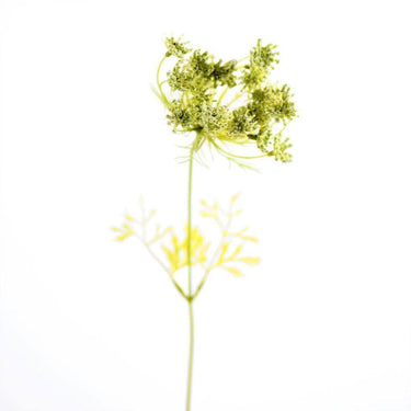 Flowers-Trachelium-Bloomr