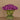 Floral Arrangement-Tulip Arrangement in Glass Vase-Bloomr