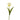 Flowers-Tulip-Bloomr