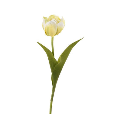 Flowers-Tulip-Bloomr