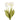 Flowers-Tulip Discontinued-Bloomr