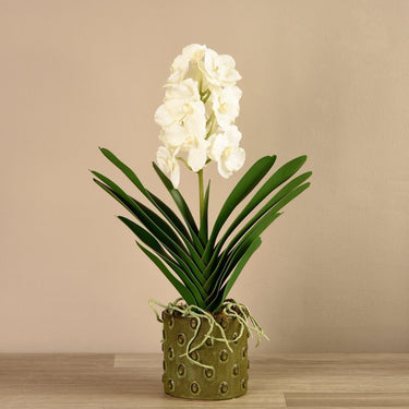 Flowers-Vanda Arrangement-Bloomr