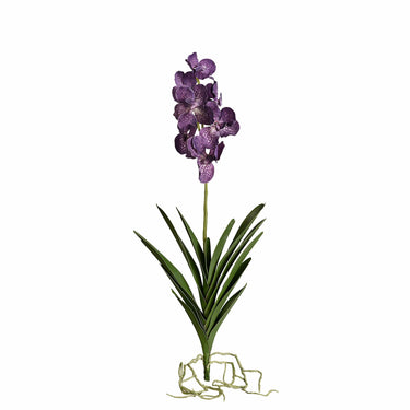 Flowers-Vanda with Leaves-Bloomr