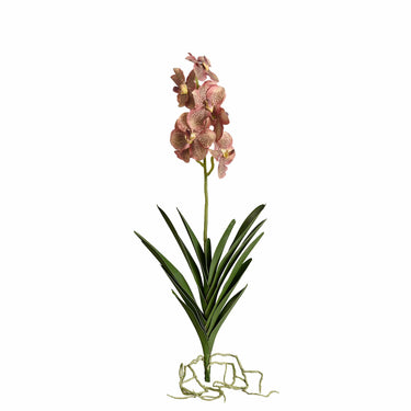 Flowers-Vanda with Leaves-Bloomr