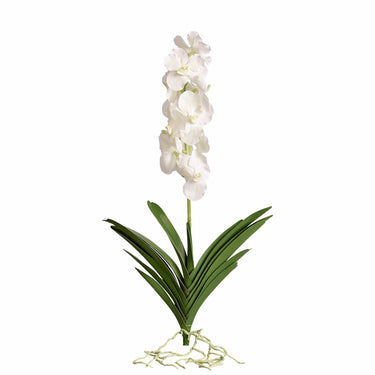 Flowers-Vanda with Leaves-Bloomr