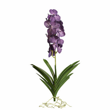 Flowers-Vanda with Leaves-Bloomr