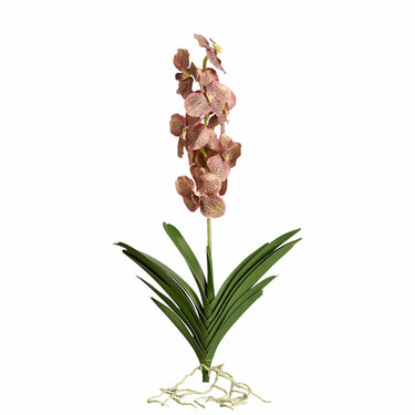 Flowers-Vanda with Leaves-Bloomr