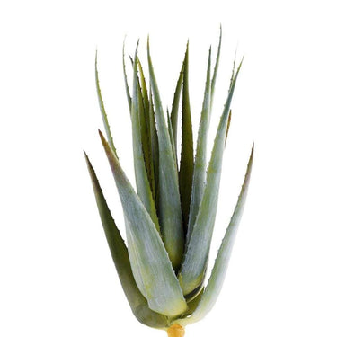 Greenery-Aloe Leaves-Bloomr