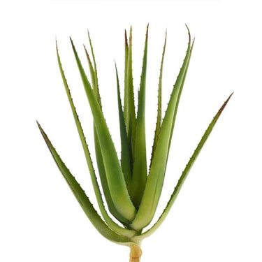 Greenery-Aloe Leaves-Bloomr
