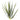 Greenery-Aloe Leaves-Bloomr