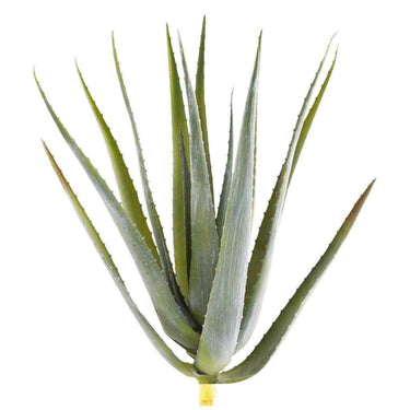 Greenery-Aloe Leaves-Bloomr