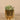 Greenery-Artificial Potted Succulent-Bloomr