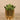 Greenery-Artificial Potted Succulent-Bloomr