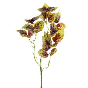 Greenery-Basil-Bloomr