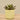 Greenery-Artificial Desert Dudleya Succulent-Bloomr