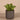 Greenery-Artificial Potted Succulent-Bloomr
