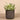 Greenery-Artificial Desert Echeveria Succulent-Bloomr