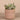 Greenery-Artificial Desert Dudleya Succulent-Bloomr