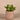 Greenery-Artificial Potted Succulent-Bloomr