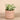Greenery-Artificial Desert Echeveria Succulent-Bloomr