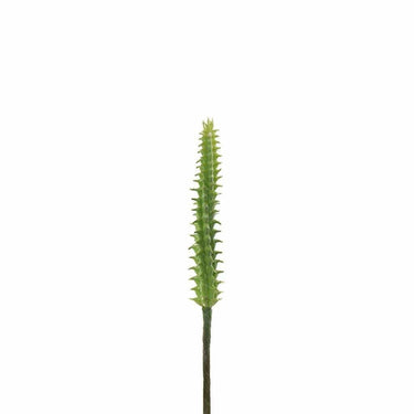 Greenery-Cactus-Bloomr