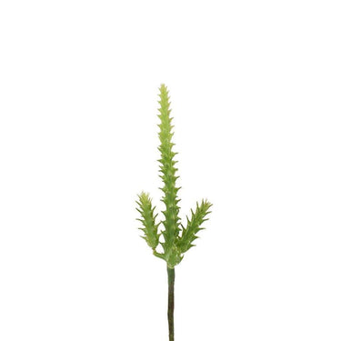 Greenery-Cactus-Bloomr