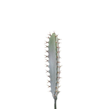 Greenery-Cactus-Bloomr