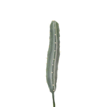 Greenery-Cactus-Bloomr