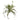 Greenery-Clorophyton-Bloomr