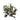 Greenery-Cordyline-Bloomr