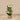 Trees-Artificial Diffenbachia Plant-Bloomr
