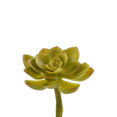 Greenery-Echeveria-Bloomr