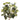 Greenery-Hedera-Bloomr