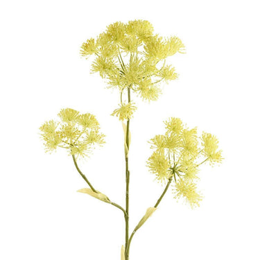 Greenery-Heracleum Discontinued-Bloomr