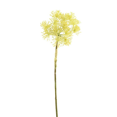 Greenery-Heracleum-Bloomr