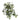 Greenery-Ivy-Bloomr