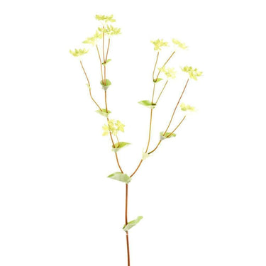 Greenery-Lady's Mantle-Bloomr