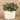 Greenery-Artificial Potted Eucalyptus-Bloomr